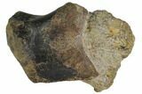 Hadrosaur (Hypacrosaur) Caudal Vertebra - Montana #116289-2
